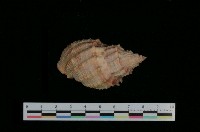 藏品(縱瘤布紋螺)的圖片